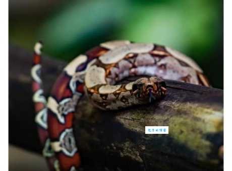 苏里南红尾蚺价格多少？市场行情与选购技巧！