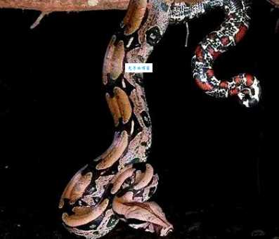 苏里南红尾蚺价格多少?市场行情与选购技巧!