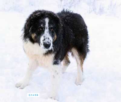 保加利亚牧羊犬与家人相处？看完这篇你就懂了！