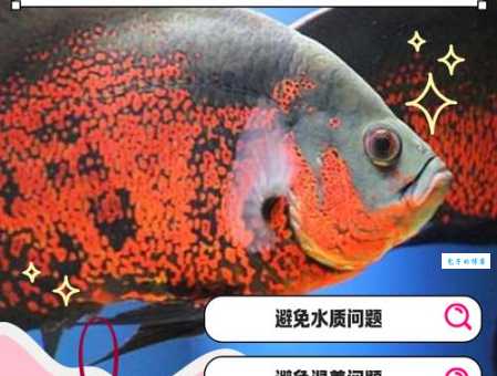 地图鱼蒙眼怎么办？新手养鱼必备处理方法！