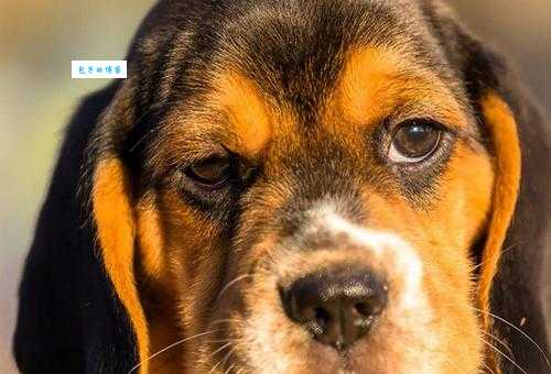 罗威士梗怎么训练?简单几招让它乖巧听话!