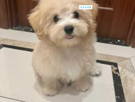 罗威士梗怎么训练？简单几招让它乖巧听话！