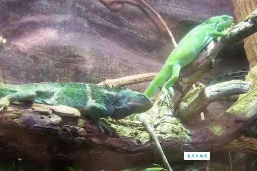 斐济鬣蜥有哪些种类？区分这些独特的物种！