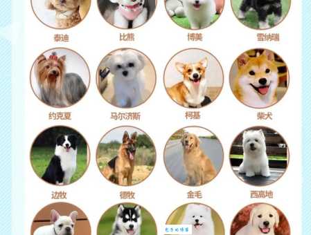 买俊介多少钱一只？这几个渠道更靠谱！