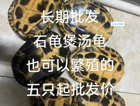 越南石龟价格多少钱？购买前必看这篇攻略！