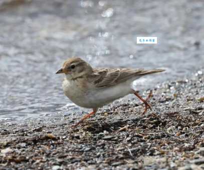 为什么叫百灵鸟？它的特点真是独一无二！