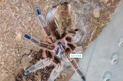 火玫瑰蜘蛛怎么养活得久？专业饲养员经验分享！