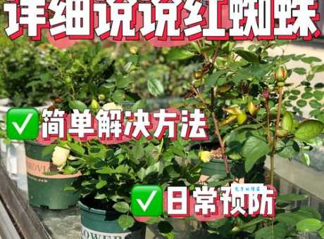 火玫瑰蜘蛛怎么养活得久？专业饲养员经验分享！