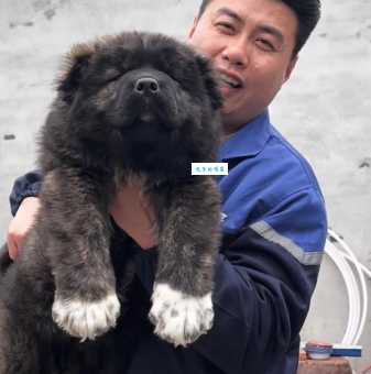 高加索犬幼犬多少钱一只?最新价格参考看这里!