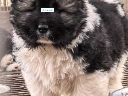 高加索犬幼犬多少钱一只？最新价格参考看这里！