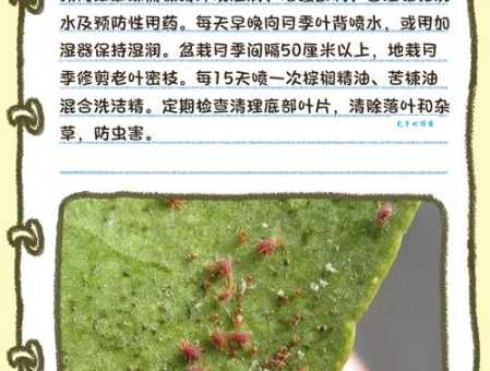 红玫瑰蜘蛛寿命多长？揭秘这种小可爱能活多久！