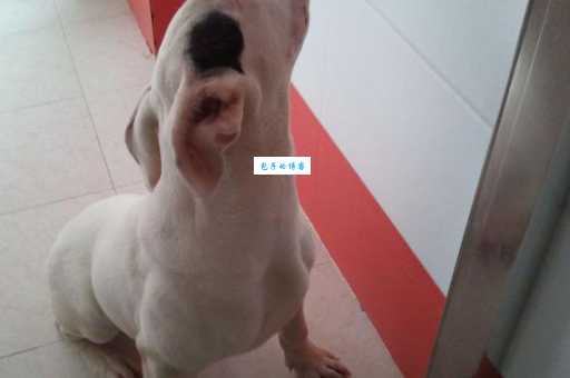 阿根廷獒犬训练指南：教你如何从小训好它！