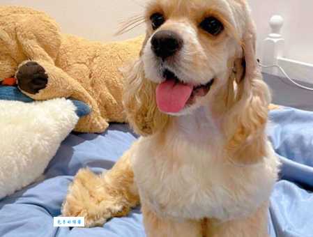 可卡好养吗？老司机分享详细饲养经验！