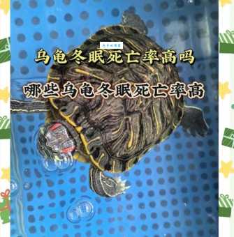 巴西龟冬眠吗？不冬眠对它有影响吗？