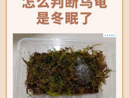 巴西龟冬眠吗？不冬眠对它有影响吗？