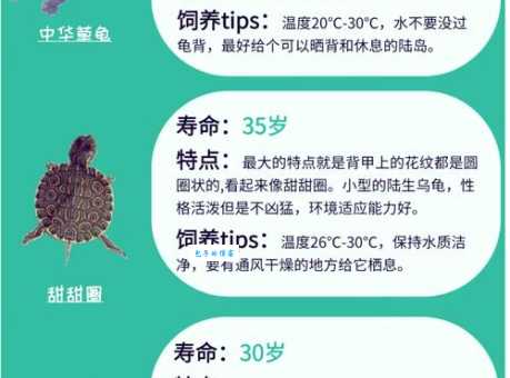新手养龟选哪种？热门龟的种类详细介绍！