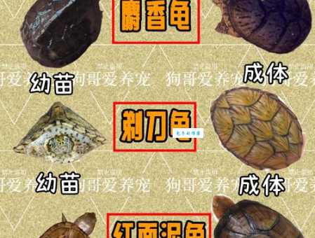 新手养龟选哪种？热门龟的种类详细介绍！