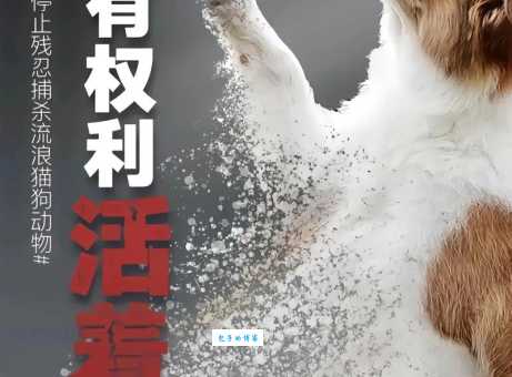 制止活剥小狗行为：动物保护刻不容缓！