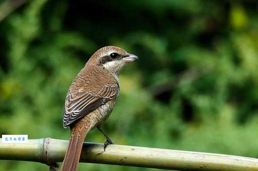 红尾伯劳的叫声是什么样？快来听听它的声音！