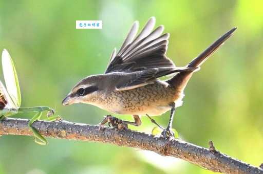 红尾伯劳的叫声是什么样？快来听听它的声音！