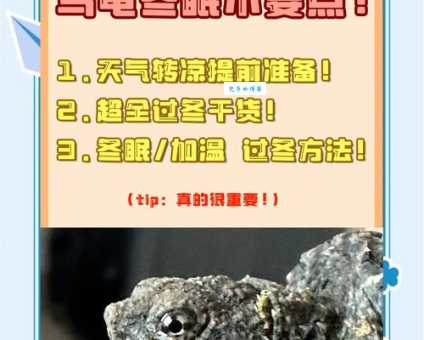 日本石龟冬眠怎么做？安全过冬的几个关键点！