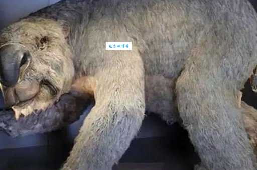 澳洲魔龙怎么养？新手入门指南全在这里！