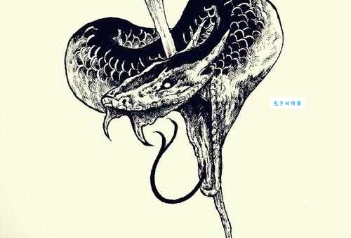 澳洲魔龙怎么养？新手入门指南全在这里！