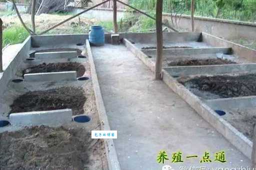 苍蝇养殖技术前景怎么样?赚钱秘诀大公开!