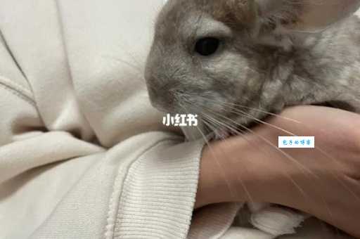 米色龙猫去哪里买靠谱？3个渠道放心选购！