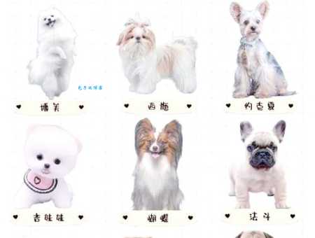 袖狗有哪些常见品种？这几种迷你狗你最喜欢谁？