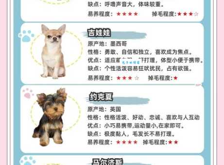 袖狗有哪些常见品种？这几种迷你狗你最喜欢谁？
