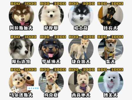 想养俊介狗狗多少钱？新手养狗预算全解析！