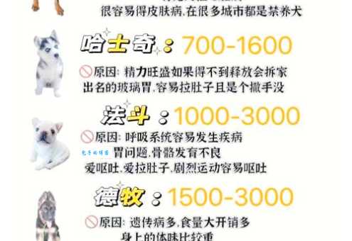想养俊介狗狗多少钱？新手养狗预算全解析！