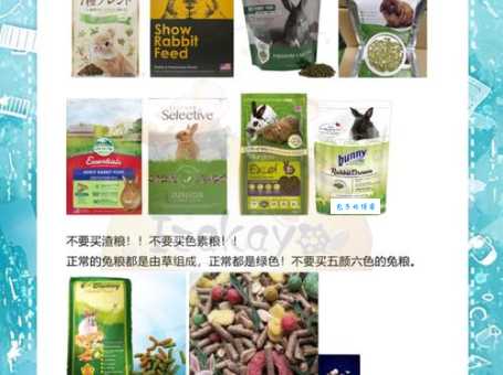 最新荷兰垂耳兔价格表！买之前先了解一下！