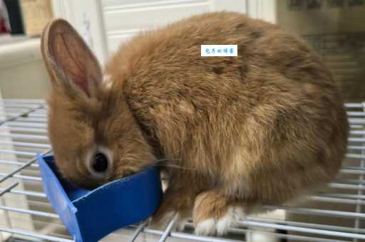 最新荷兰垂耳兔价格表！买之前先了解一下！