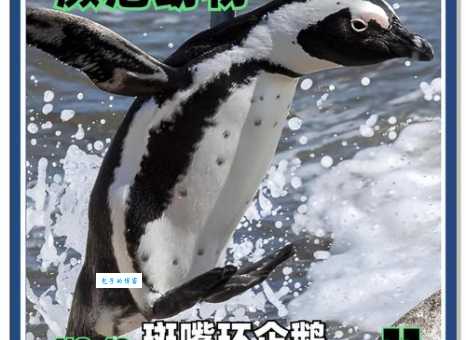 冠企鹅濒危吗？一起关注并保护这种珍稀鸟类！