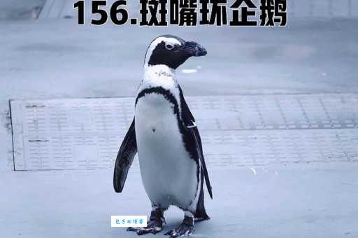 冠企鹅濒危吗？一起关注并保护这种珍稀鸟类！