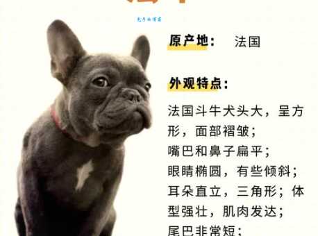 法老猎犬怎么养?新手养狗必看这篇!