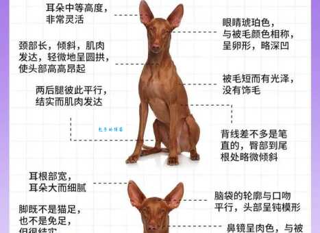 法老猎犬怎么养？新手养狗必看这篇！
