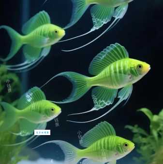 斑马神仙好养活吗?避免这些坑让你轻松养!