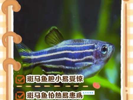 斑马神仙好养活吗？避免这些坑让你轻松养！