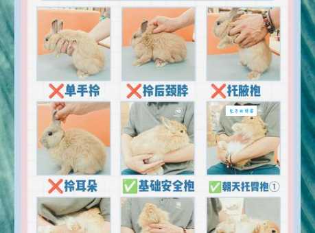 晚上怎么玩自己的小兔兔？新手主人必看攻略！