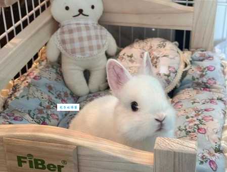 晚上怎么玩自己的小兔兔?新手主人必看攻略!