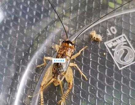 养蛐蛐和蝈蝈哪个好?新手入门选择看这里!