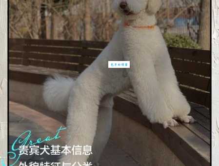 贵妇犬多少钱一只幼犬？新手买狗不踩坑！