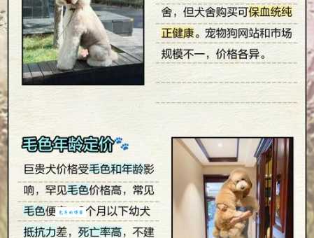 贵妇犬多少钱一只幼犬?新手买狗不踩坑!