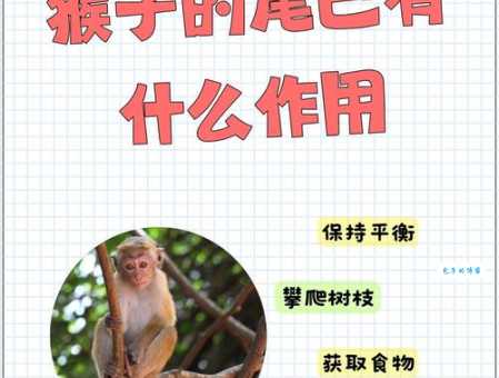 宠物猴子价格差异大?这些因素你得知道!