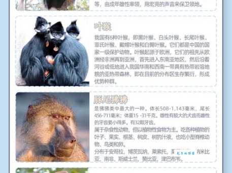 宠物猴子价格差异大？这些因素你得知道！