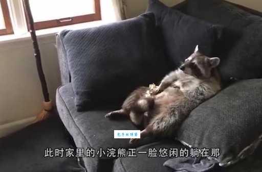 浣熊敲门讨食的背后：它们到底想吃什么？