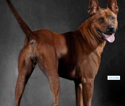 罗得西亚背脊犬常见病预防？健康喂养小技巧！